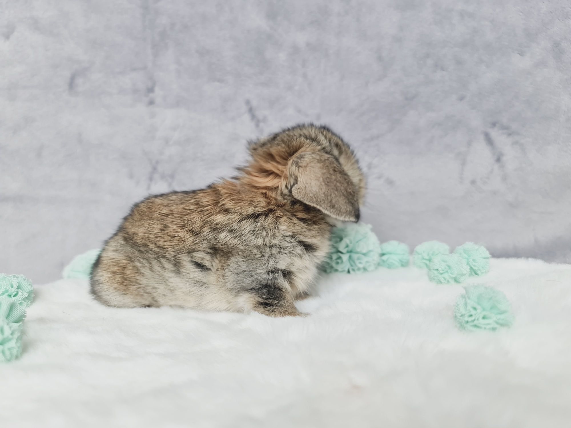 Mini lop królik króliczek miniaturka baranek hodowla zarejestrowana