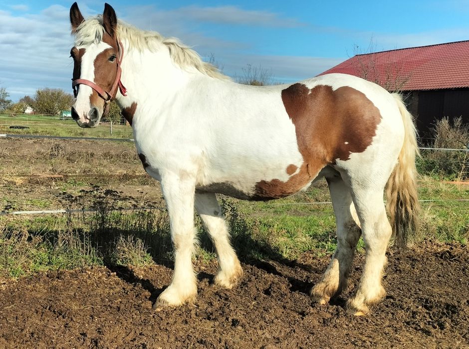 Klacz zimnokrwista gniadosrokata 8 letnia