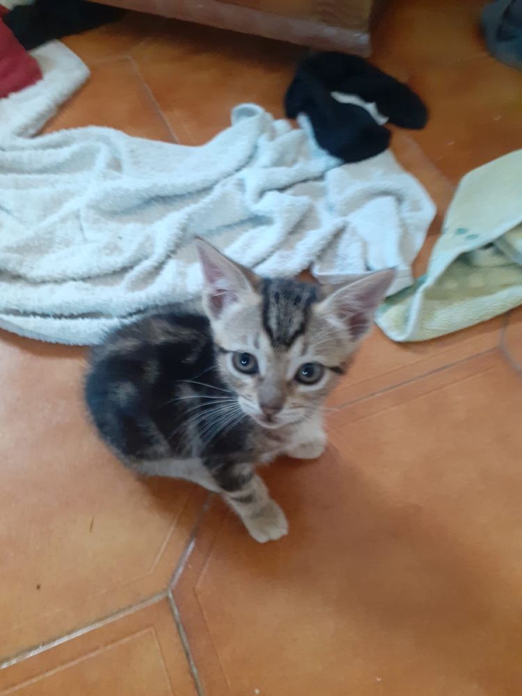 Gatinhos para adoção