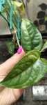 monstera siltepcana variegata- cięty szczyt