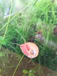Caracóis Planorbis vermelho