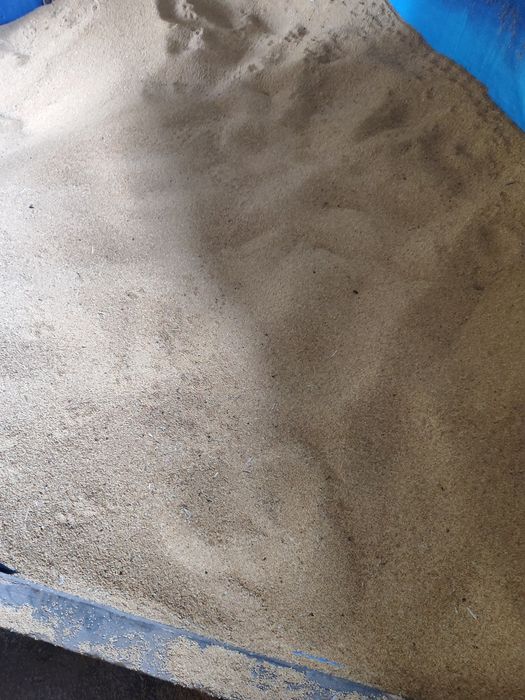 Proso żółte zbiór 2025