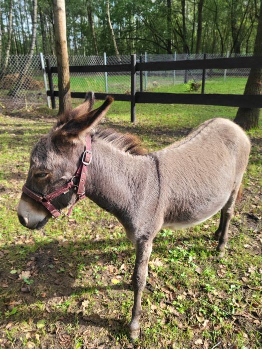 Młody Osioł miniaturka