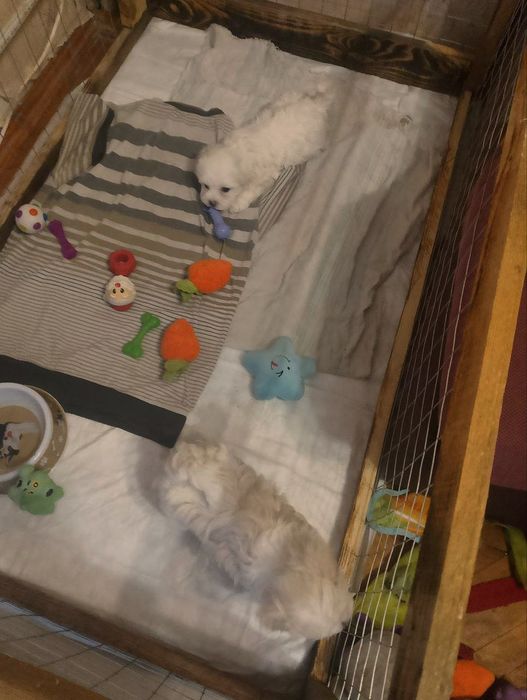 Щенки  Мальтезе.