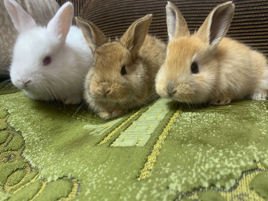 Продам кролів від 1,5 місяців