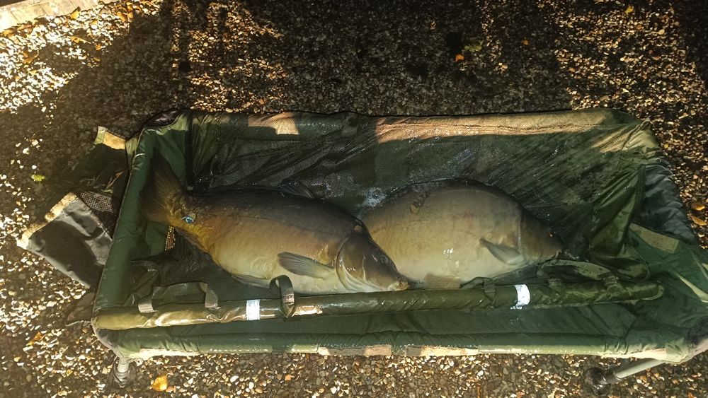 Karp łowisko, tarlaki, selekty 10 +