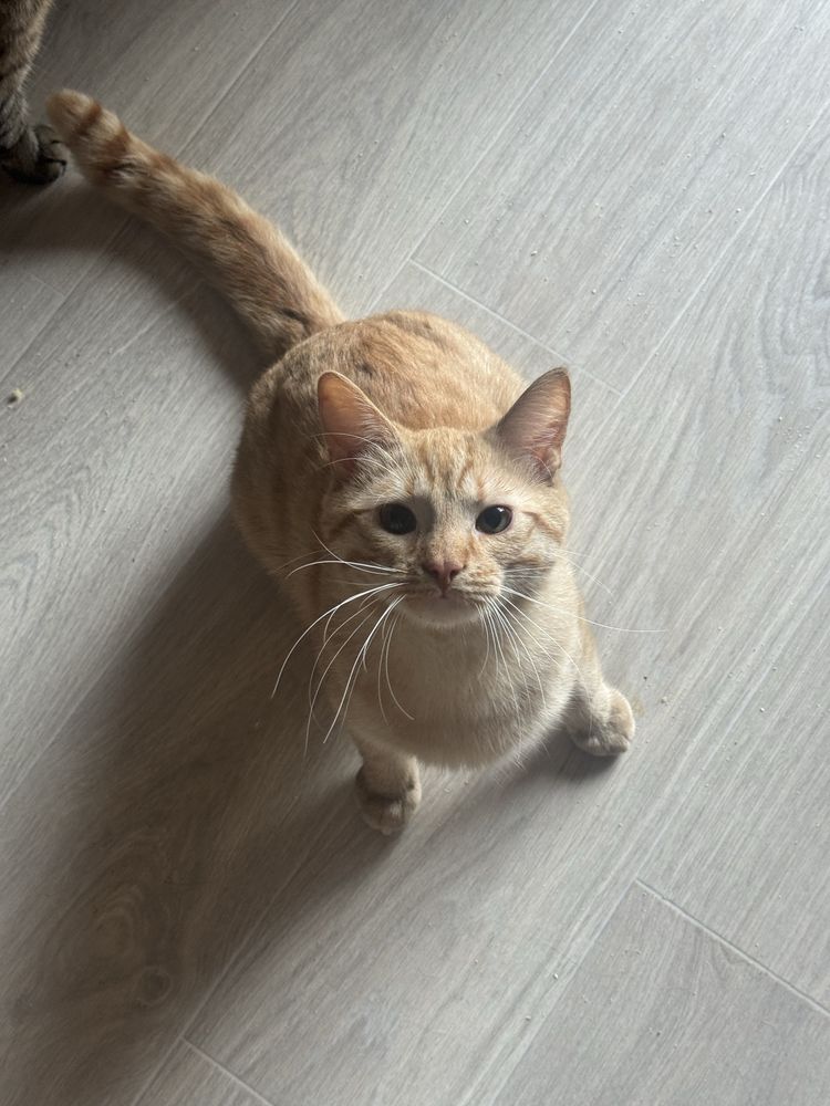Котик шукає родину