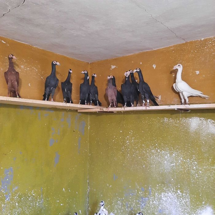 Gołębie Kariery 2025