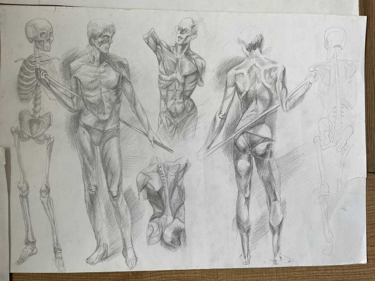 Академический рисунок: скелет, мышцы/академічний малюнок, м'язи,