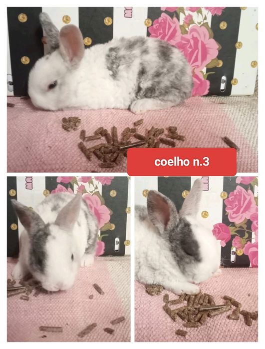 Entrega de coelhos em Leiria