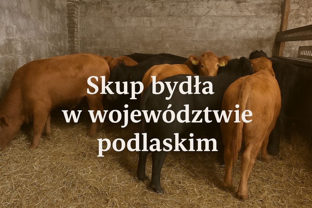 Skup bydła Białystok i okolice