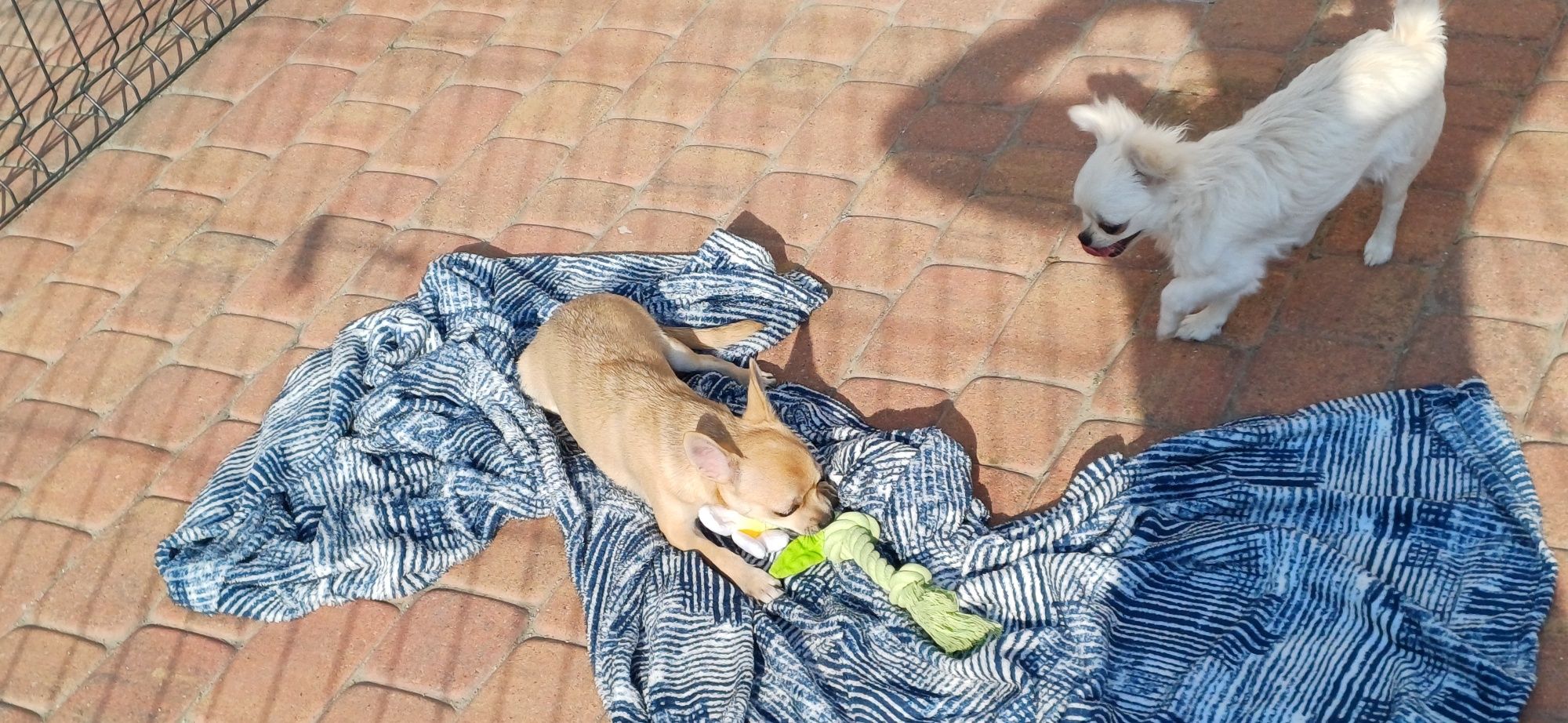 Chłopczyk chihuahua FCI
