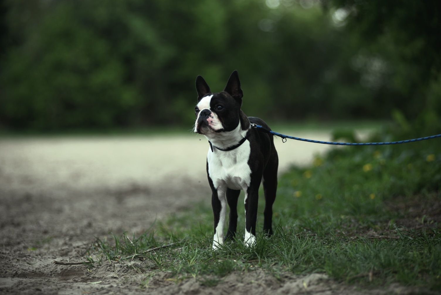 Oferta krycia psem Boston Terrier