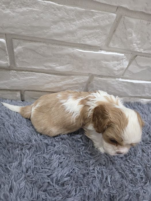 Cavalier King Charles Spaniel pies blenheim