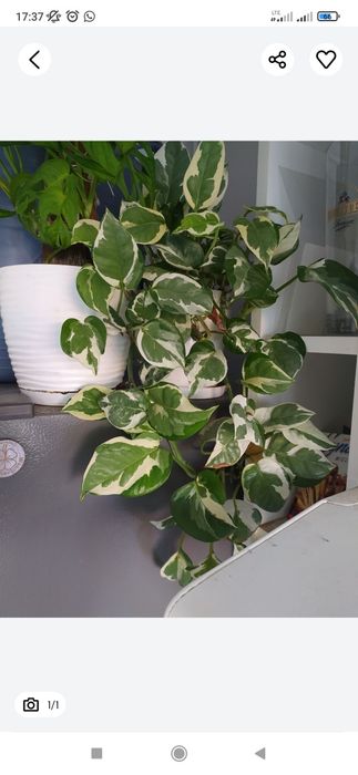 sadzonki epipremnum n'joy