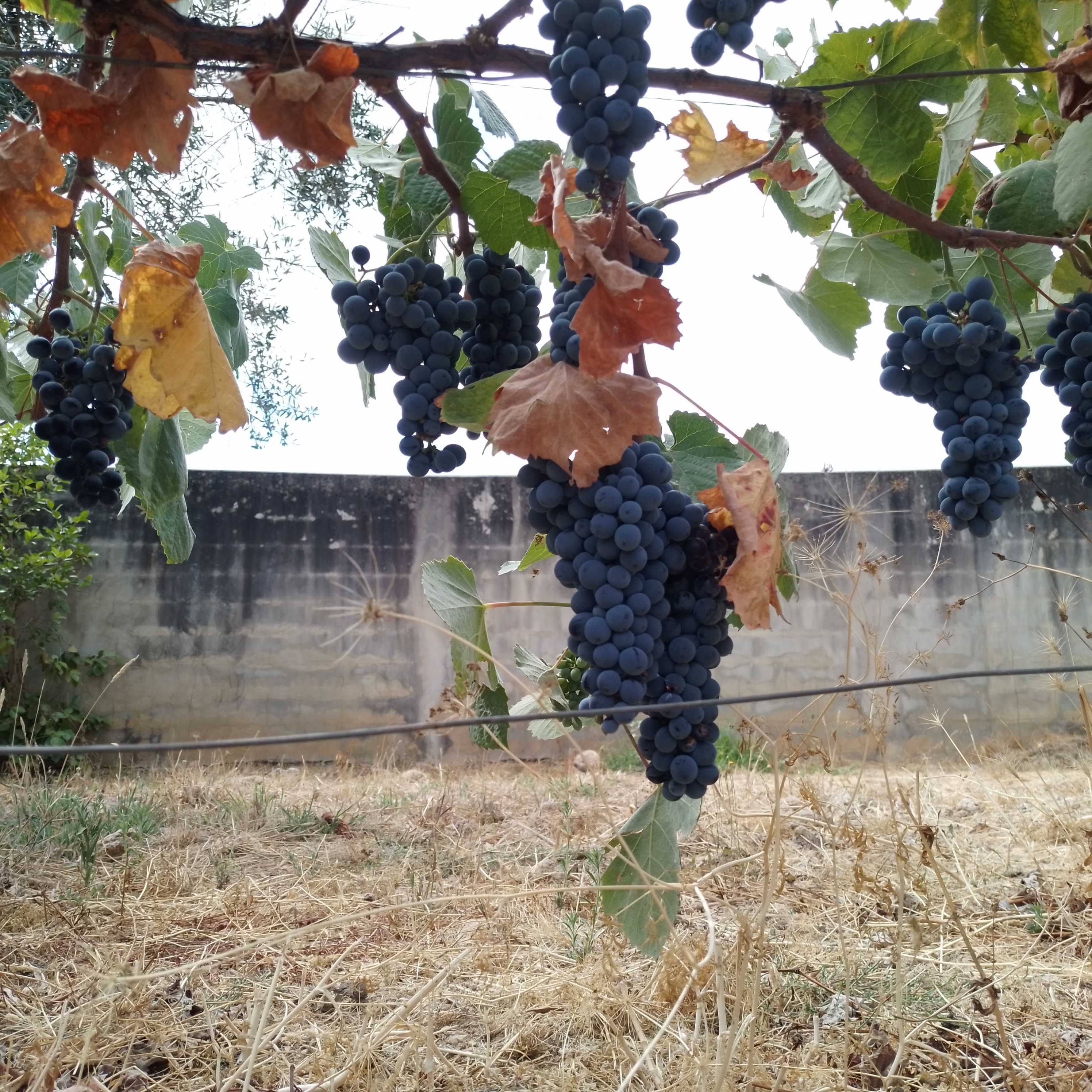 Uvas para fazer vinho na zona de São Martinho da Cortiça, Arganil.