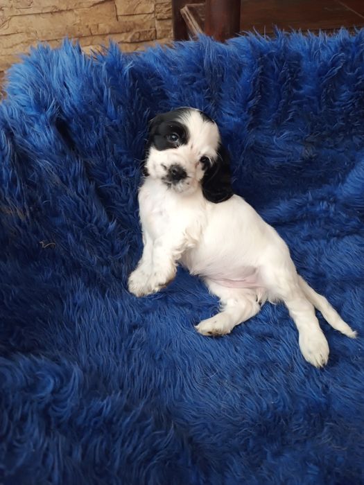 Cocker spaniel angielski suczka