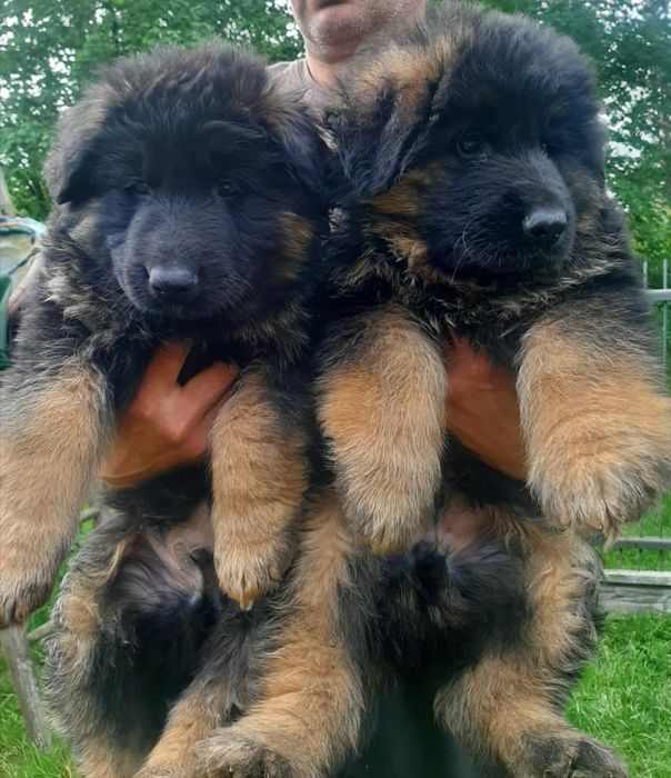 Owczarek niemiecki długowłosy