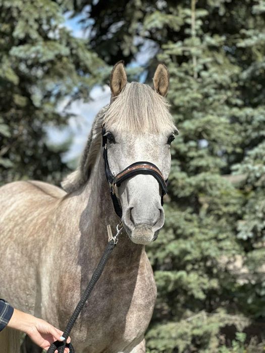 Przyszłościowy kuc gr D