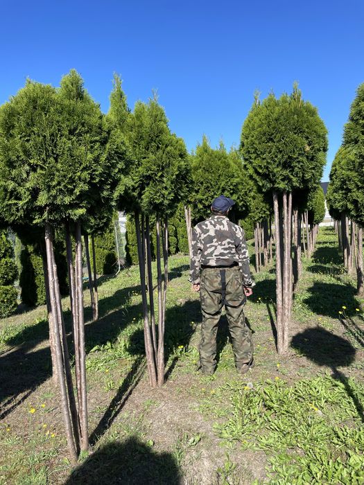 Tuje Szmaragd 300cm ‼️PRODUCENT‼️