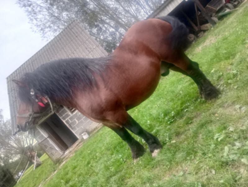 Witam Sprzedam ogiera