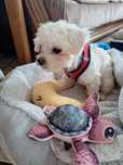 Do adopcji suczka BEZA