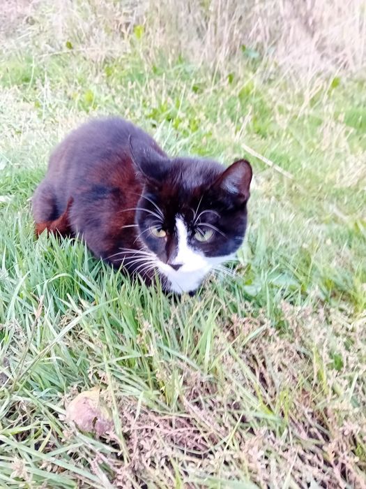 5 miesięczne koty szukają wspaniałych domków