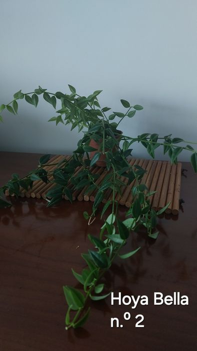 Hoyas (Flores de cera)  Plantas naturais