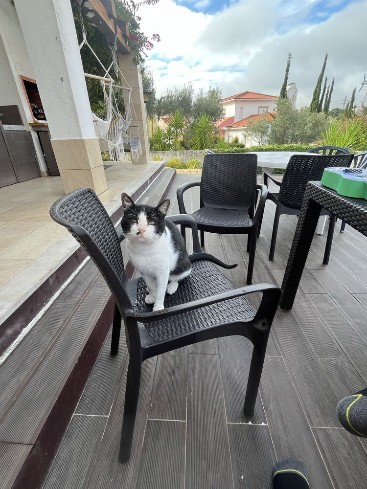 Gato para adoção