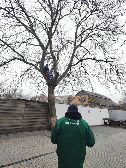 Обрізка саду. Стрижка кущів. Газон.