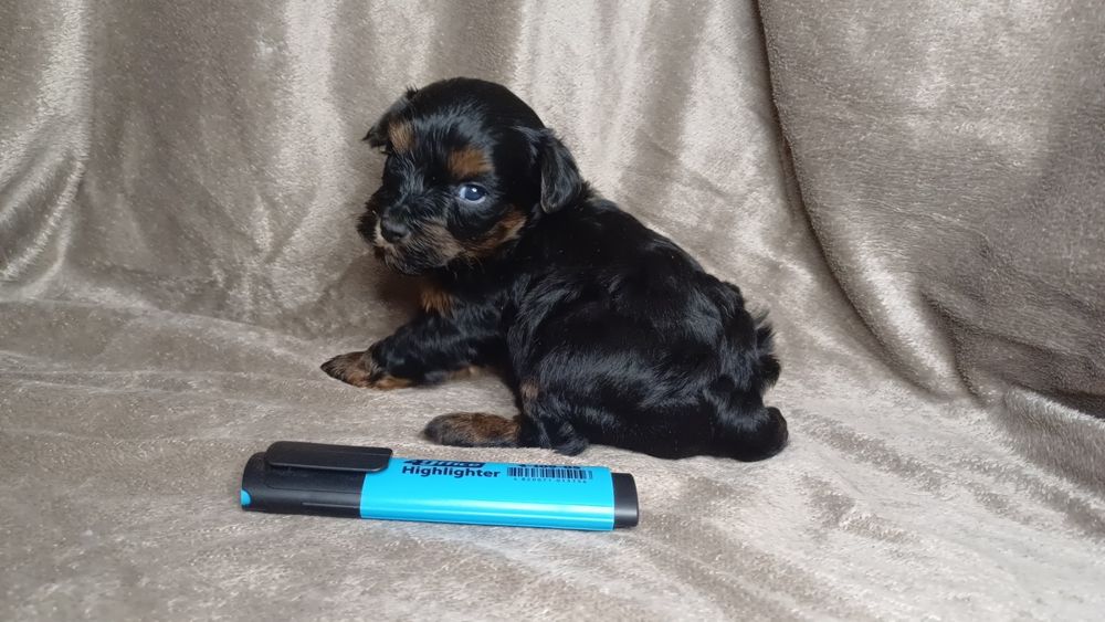 Мальтіпу дівчата.