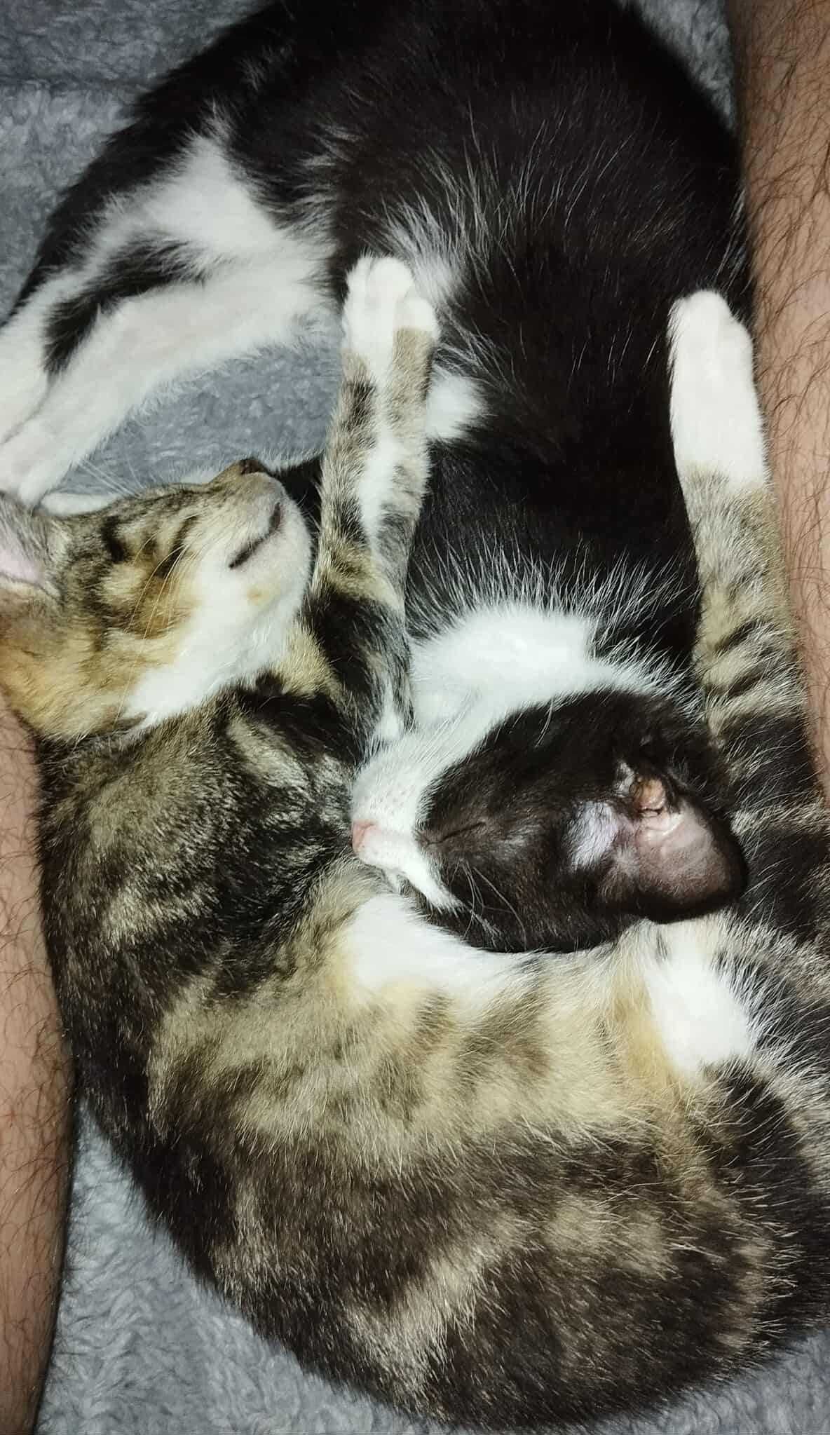 Mati ślicznie pręgowany kocurek do adopcji