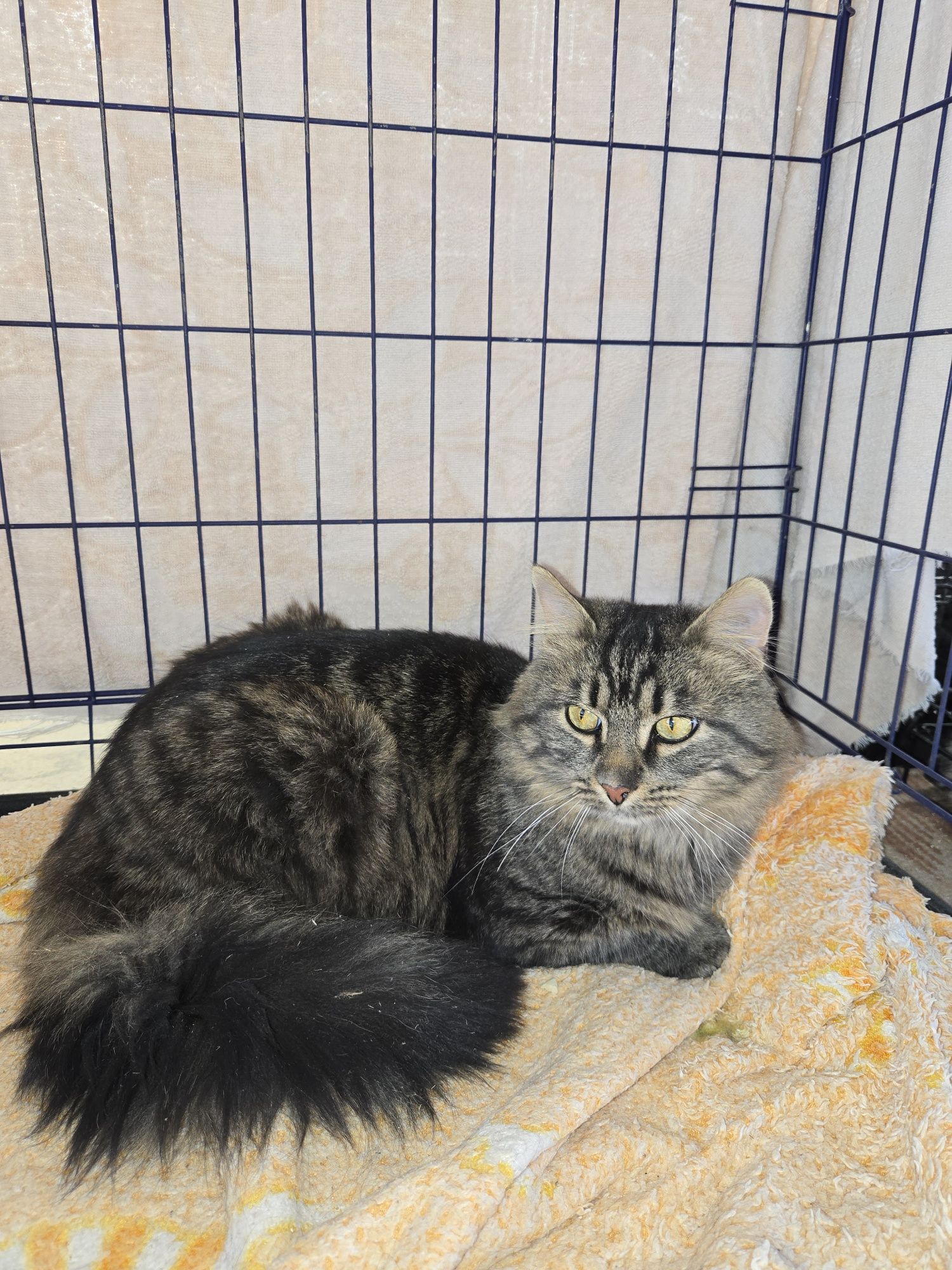 Молодий ласкавий котик