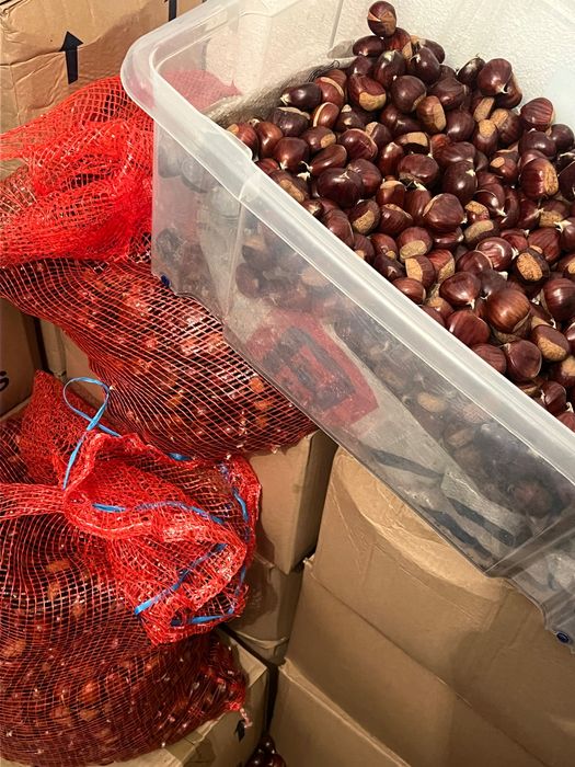 Vendo castanha martainha lisboa