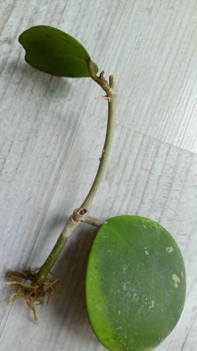 Hoya obovata Amelia