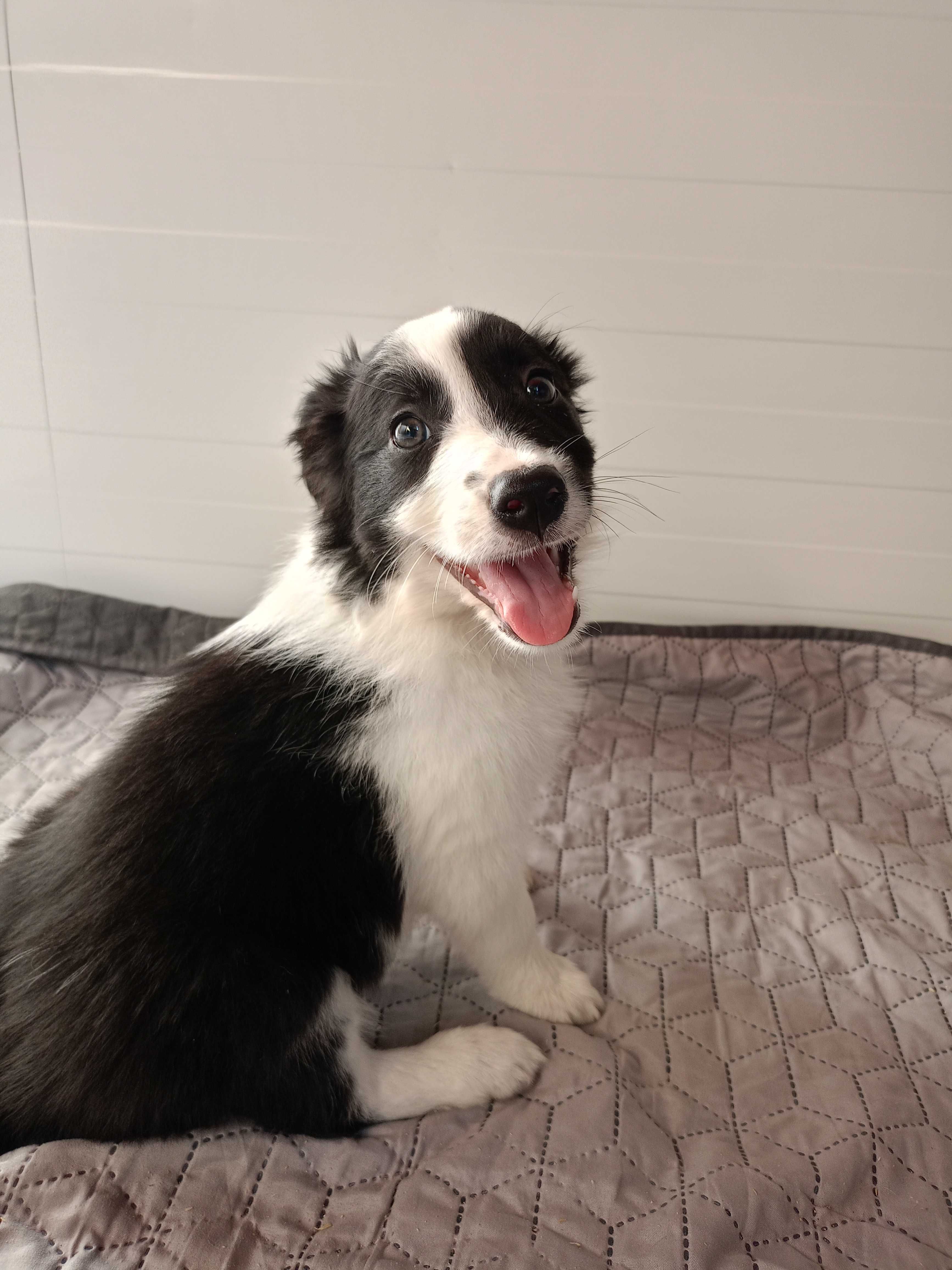 Border Collie piesek