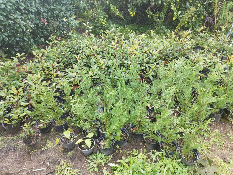 Pothinias para vender