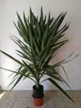 Yuca grande em vaso