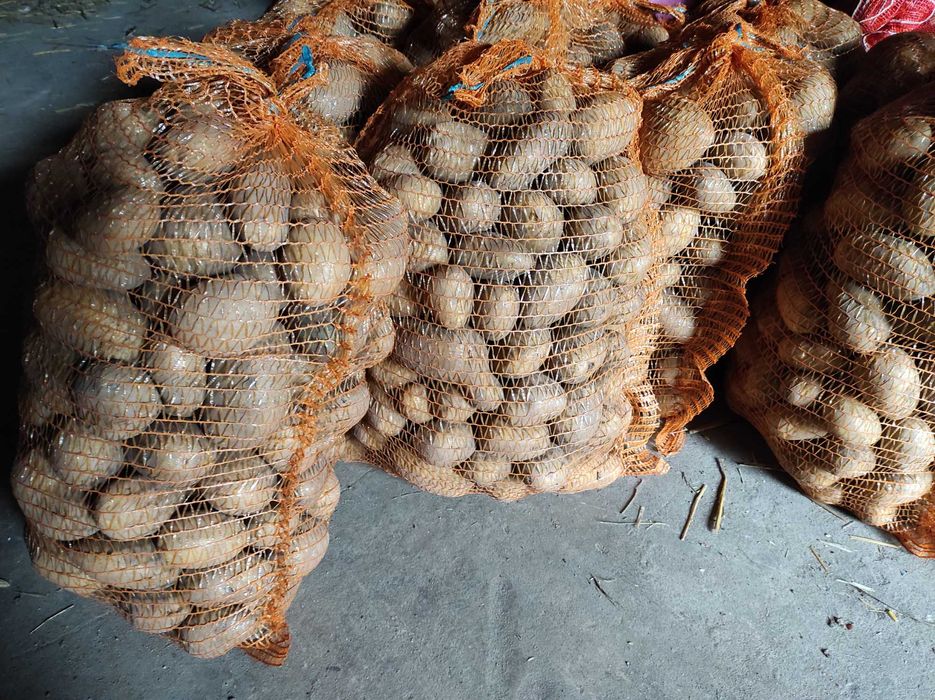 Ziemniaki pyry od rolnika bardzo smaczne ziemniaczki Queen Anne