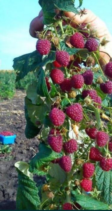 Малина Джоан Джей