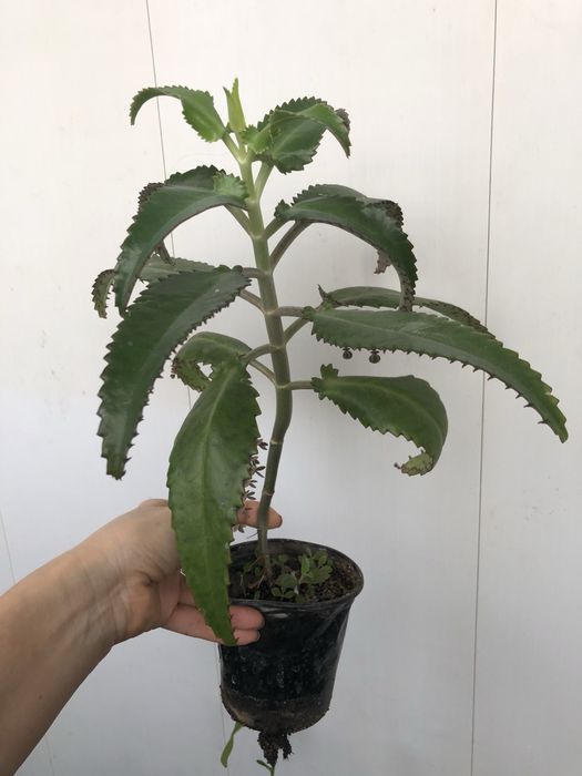 Каланхоэ лечебный