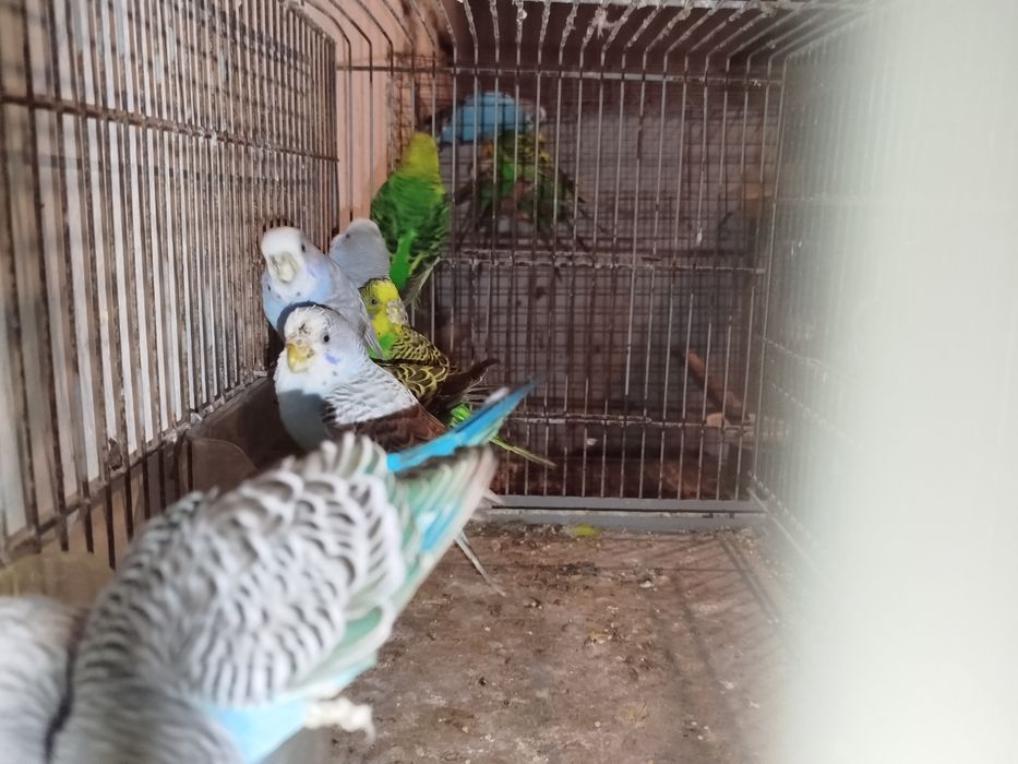 Piriquitos australianos