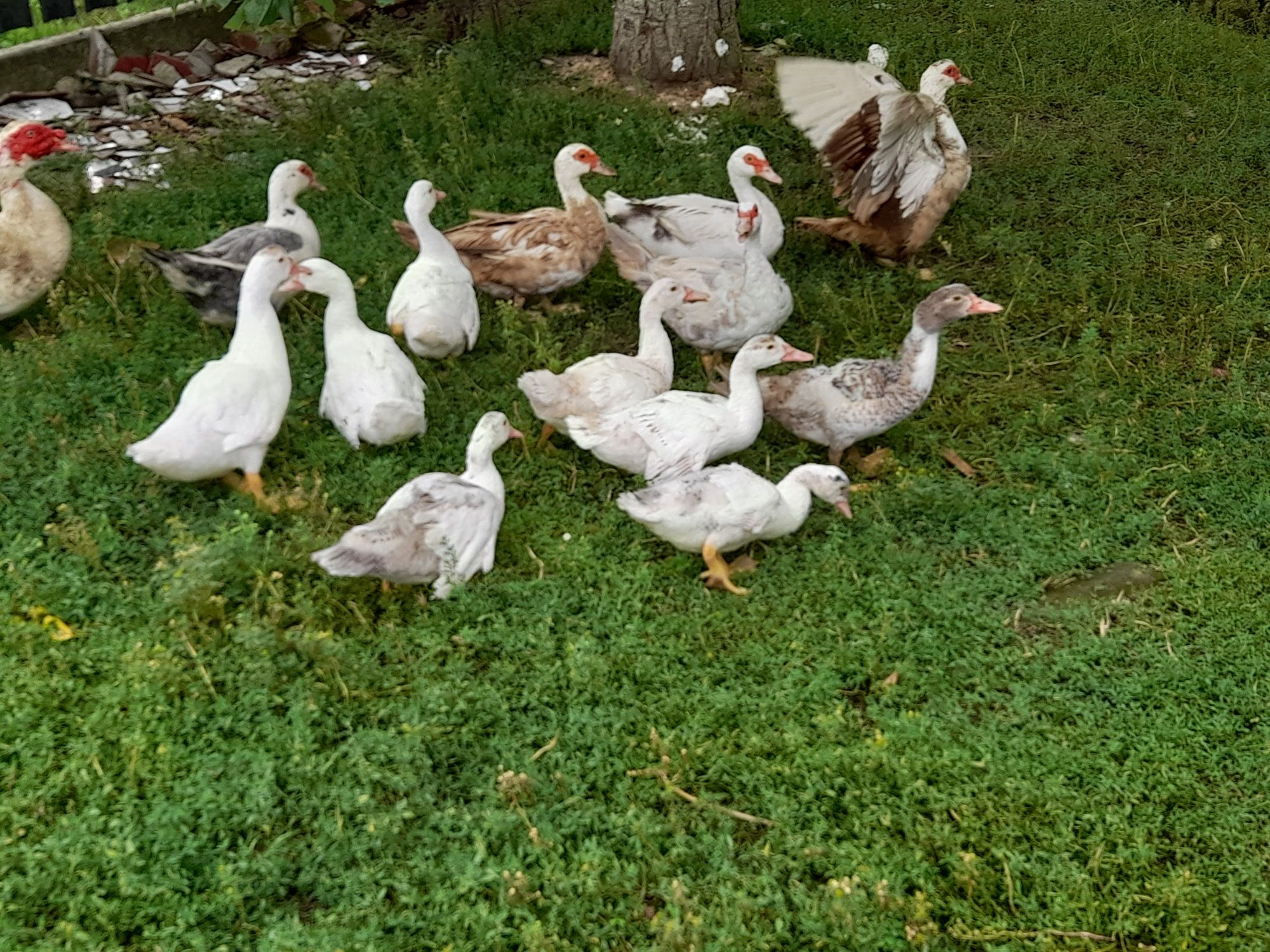 Kaczki francuskie, staropolskie