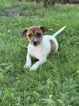 Suczka Diana Jack Russell Terrier