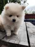 Pomeranian boo szczeniak