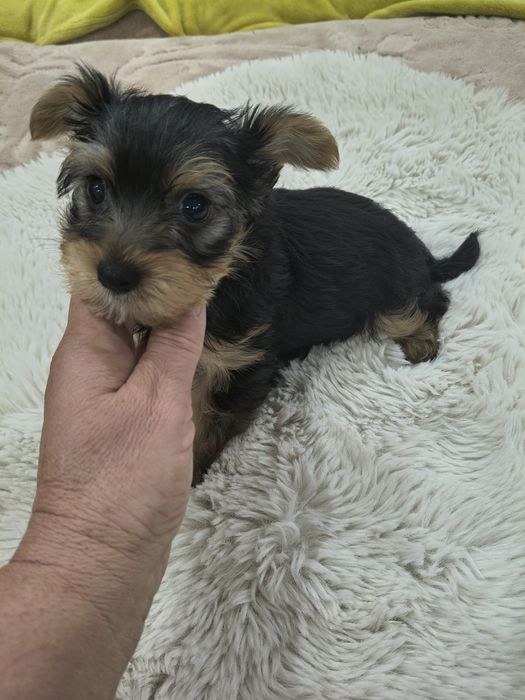 Sprzedam małego  jorka terrier