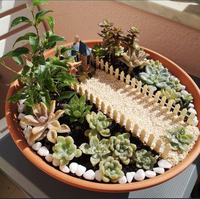 Jardins de suculentas