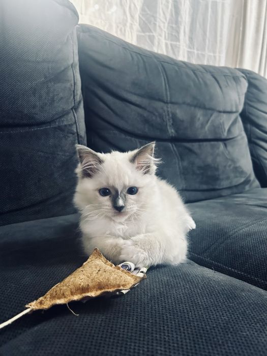 Kocięta kotka kocur Ragdoll FPL / FIFe