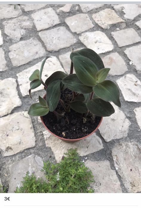 Plantinhas de interior para venda