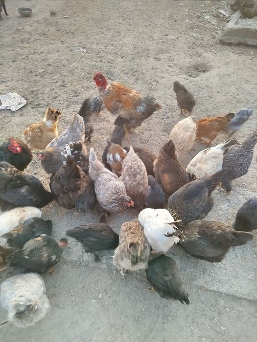 Розпродуєм домашні кури)!